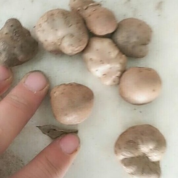山药豆手捡豆