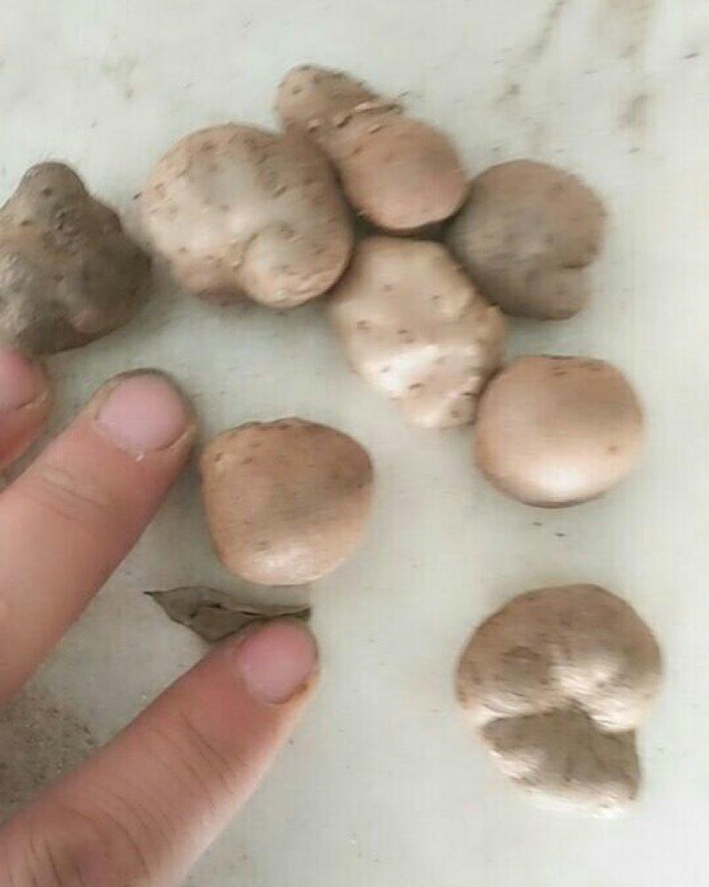 山药豆手捡豆