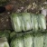 河南焦作自产自销北京新三号白菜4~6斤