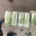 河南焦作自产自销北京新三号白菜4~6斤