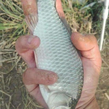 鲫鱼