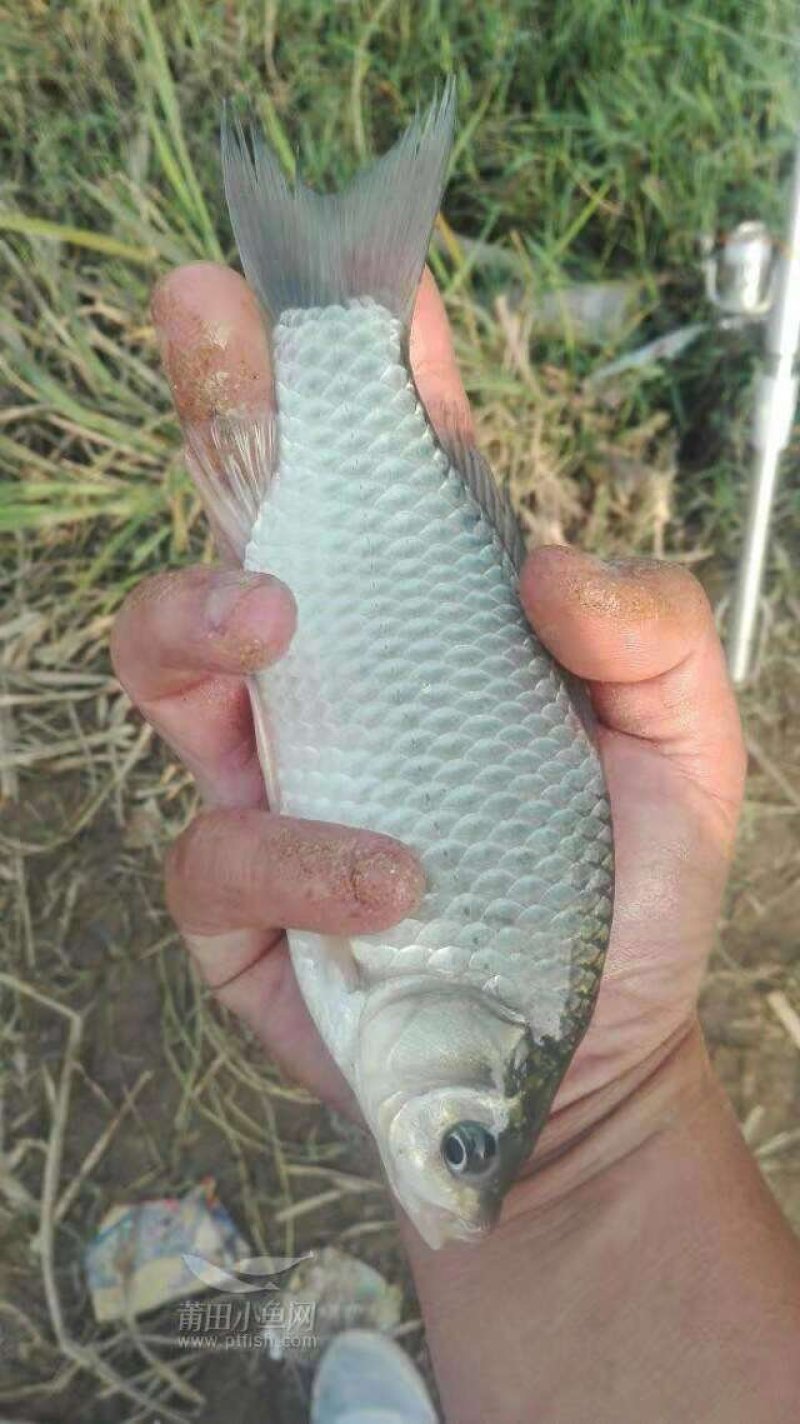 鲫鱼