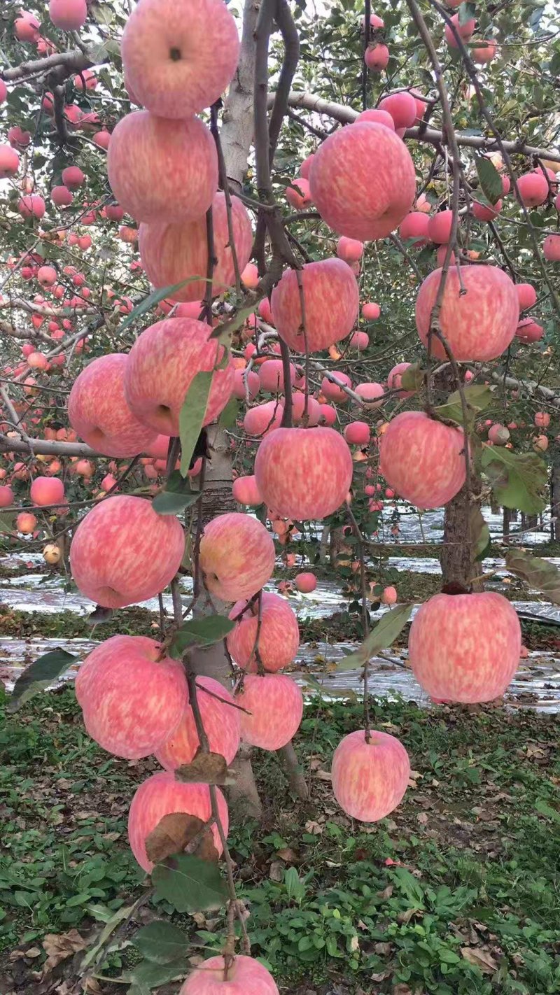 纸袋水晶红富士苹果批发价，货源充足，欢迎采购
