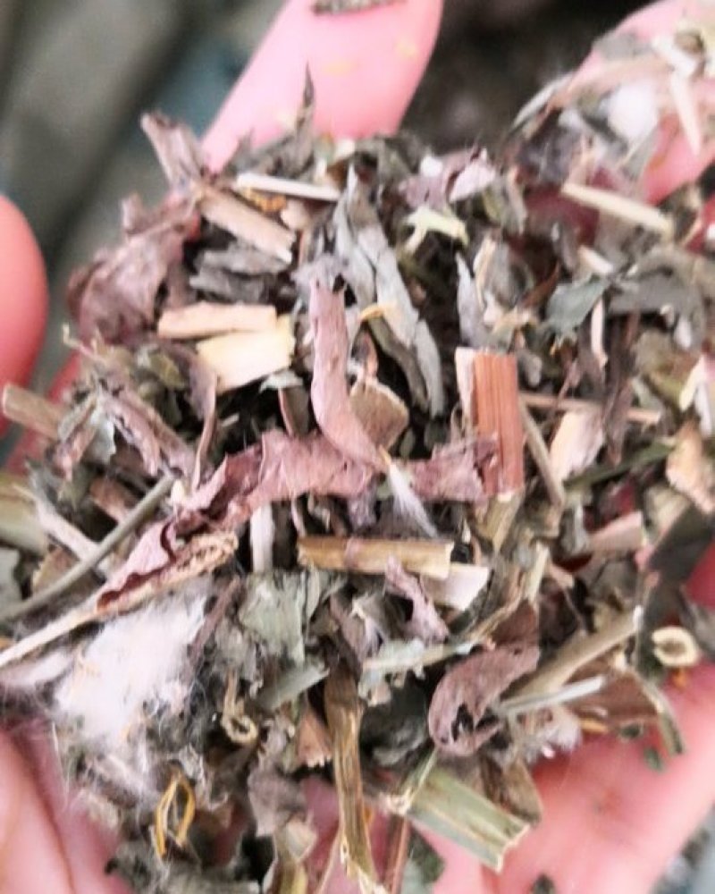 败酱草河北产地直销量大从优欢迎选购