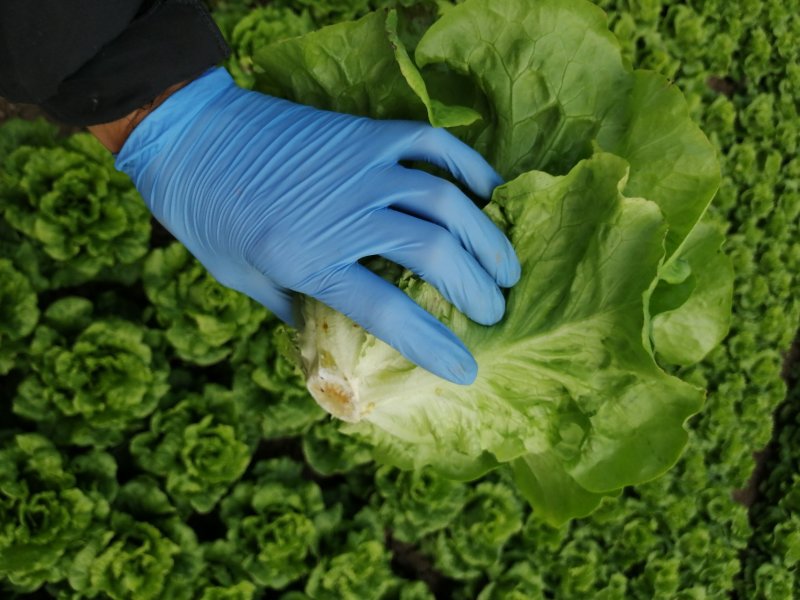 生菜，鸡毛菜；小青菜；菜心；杭白菜；