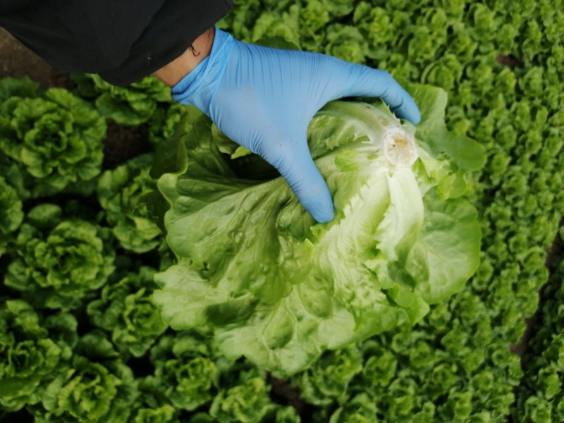 生菜，鸡毛菜；小青菜；菜心；杭白菜；