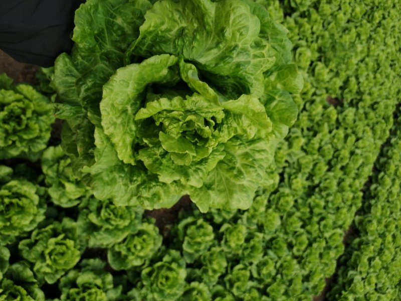 生菜，鸡毛菜；小青菜；菜心；杭白菜；