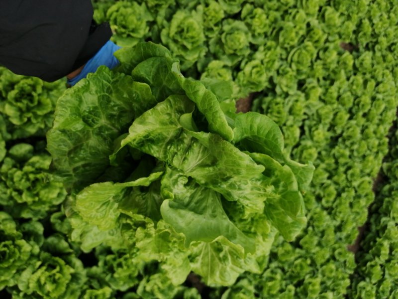 生菜，鸡毛菜；小青菜；菜心；杭白菜；