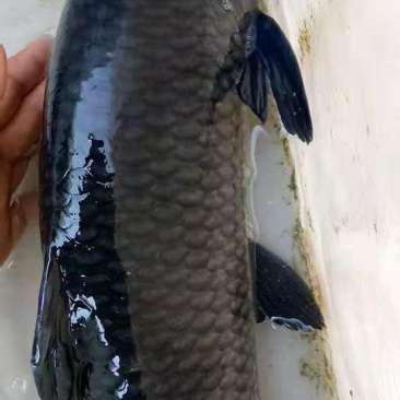 草鱼