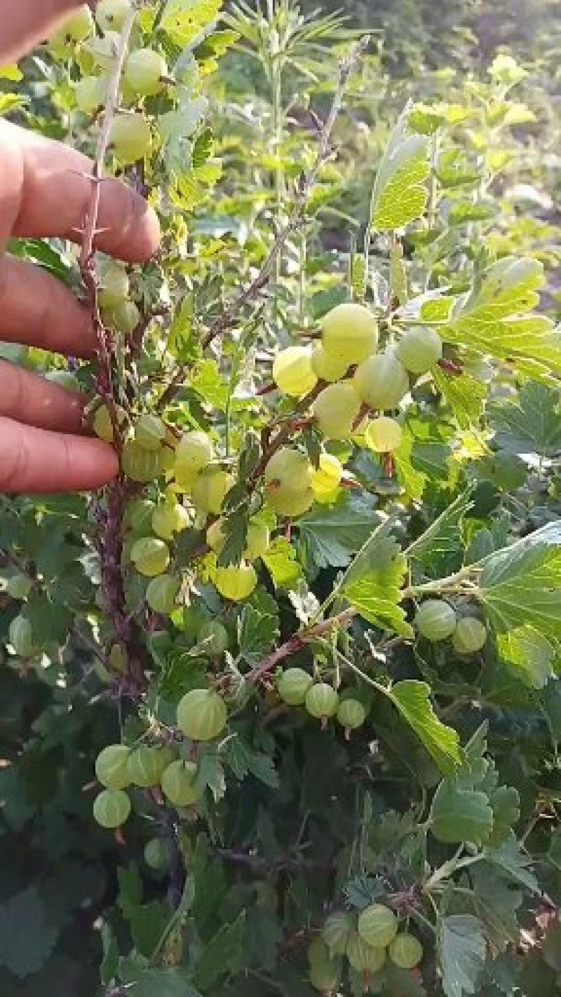 灯笼果苗红醋栗苗当年结果绿醋栗大果苗一年苗两年苗三年苗