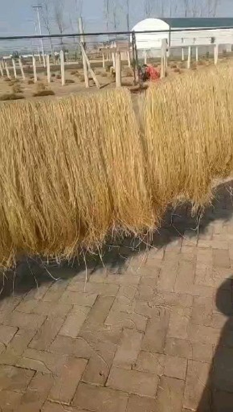 粉条厂家，量大优惠，远销四川湖北，安徽，南阳，信阳，贵州