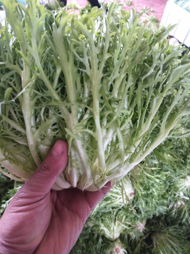 叶菜类精品苦菊