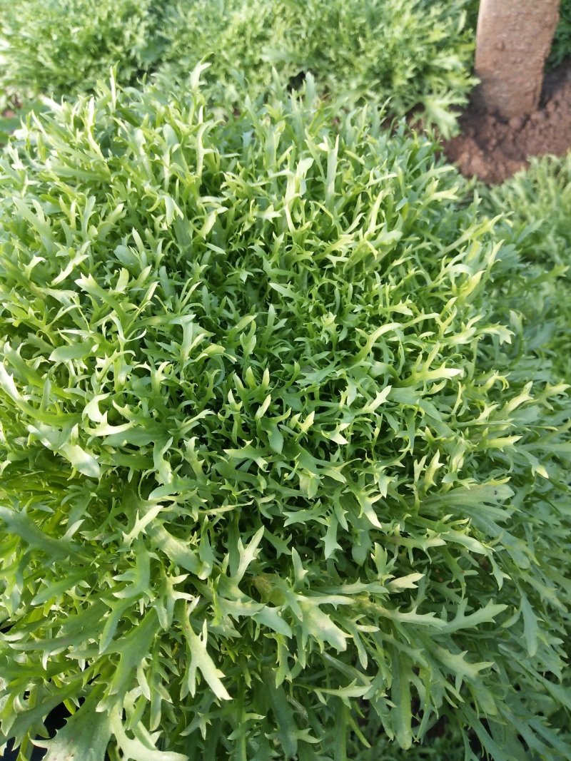 叶菜类精品苦菊