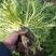 叶菜类精品苦菊