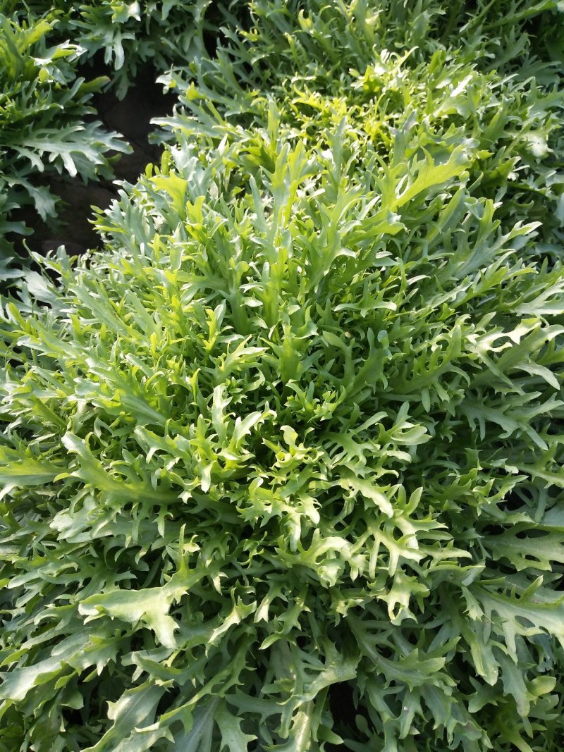叶菜类精品苦菊