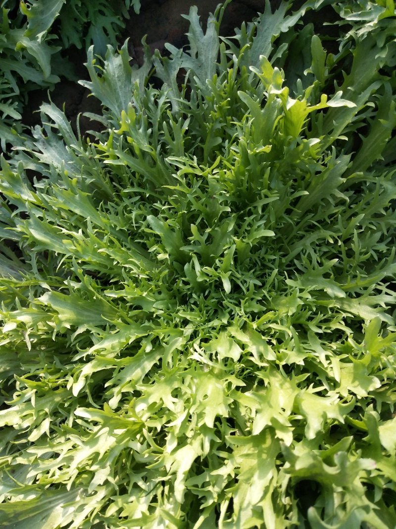 叶菜类精品苦菊