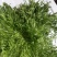 叶菜类精品苦菊