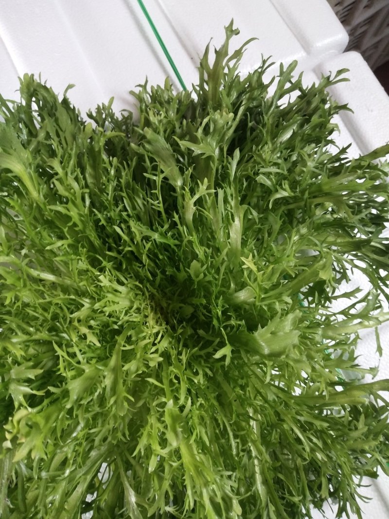 叶菜类精品苦菊