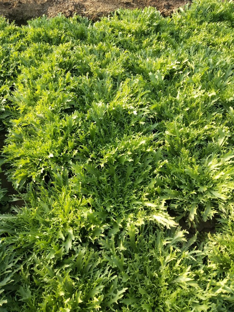 叶菜类精品苦菊