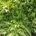 叶菜类精品苦菊