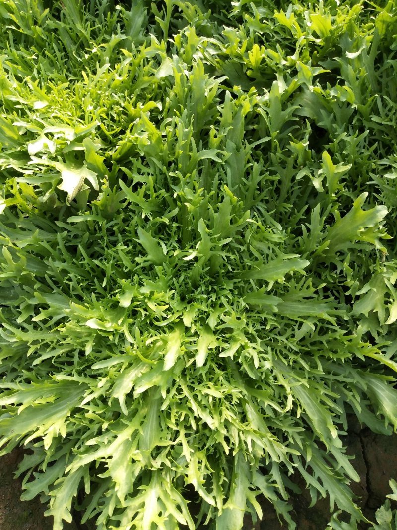 叶菜类精品苦菊