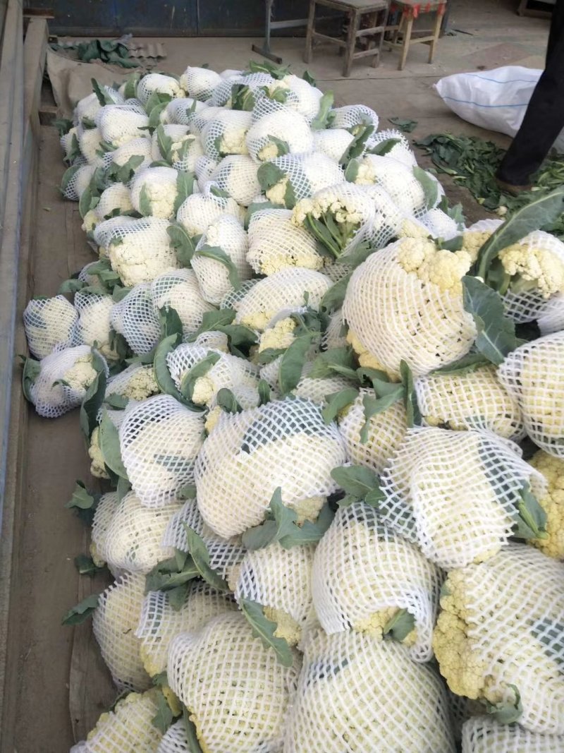 河南开封通许精品散花青梗有机花大量上市中