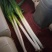 精品大葱大量有货打冷无烂葱叶面好只做精品货源