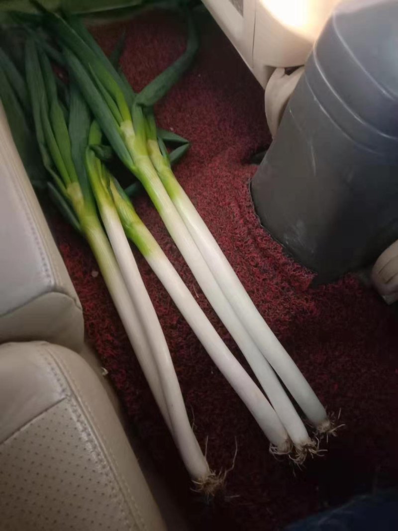 精品大葱大量有货打冷无烂葱叶面好只做精品货源