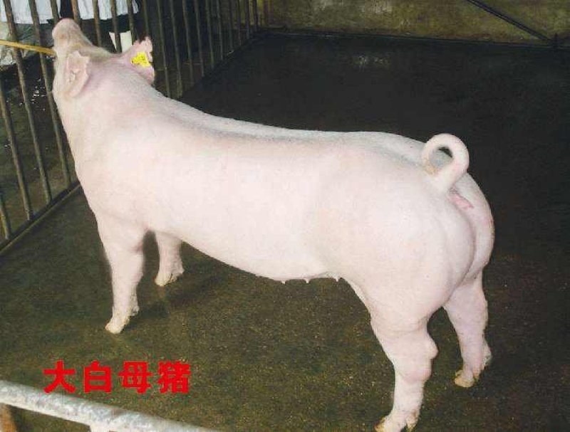 二元母猪高产体型好抗病能力强免费提供养殖技术