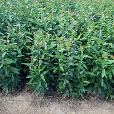临沂浩森苗木销售皱皮木瓜1年苗，2年苗