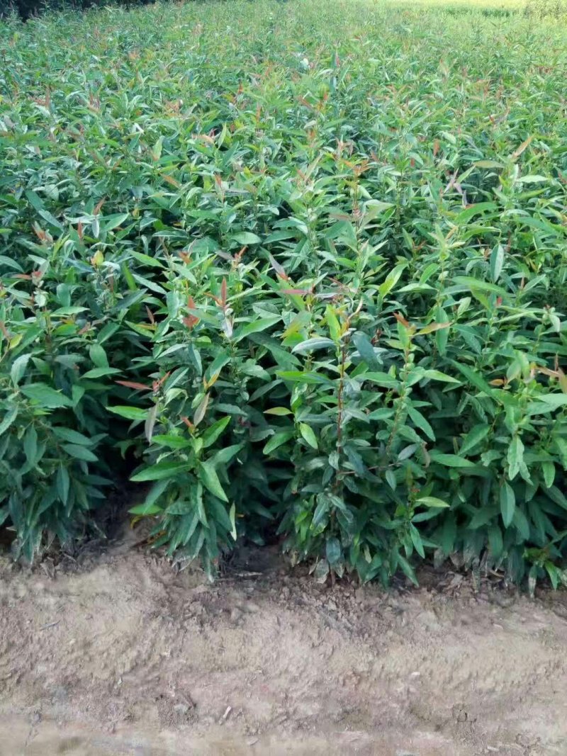 临沂浩森苗木销售皱皮木瓜1年苗，2年苗