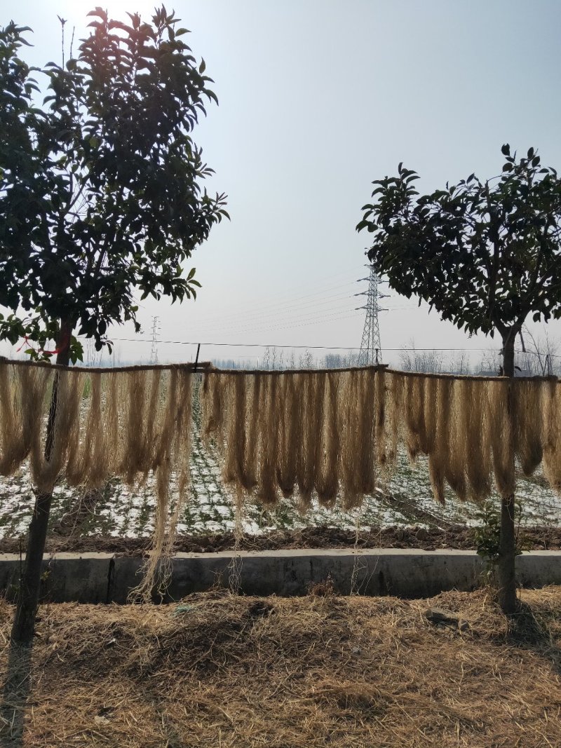【正宗】纯红薯粉丝量多从优自己家生产一天生产4吨