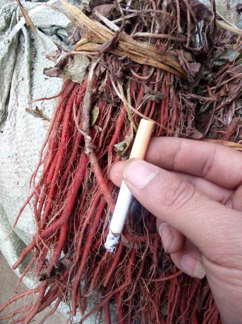 优质改良丹参苗基地直发货源充足签订回收合同欢迎合作！