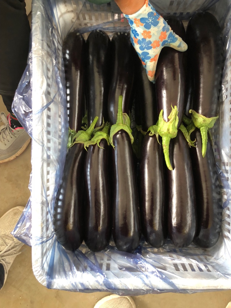 「产地直销」常年供应可对接市场食堂烧烤专用