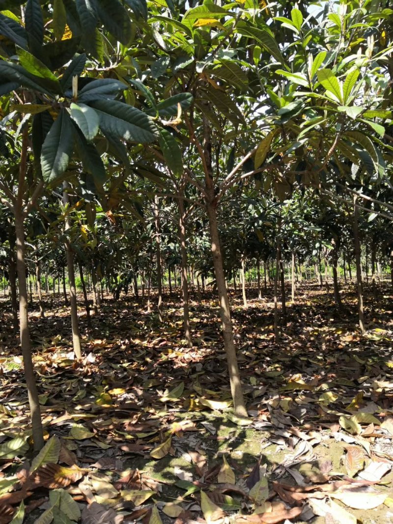 枇杷树5公分，4公分的枇杷，2公分到20公分大量供应