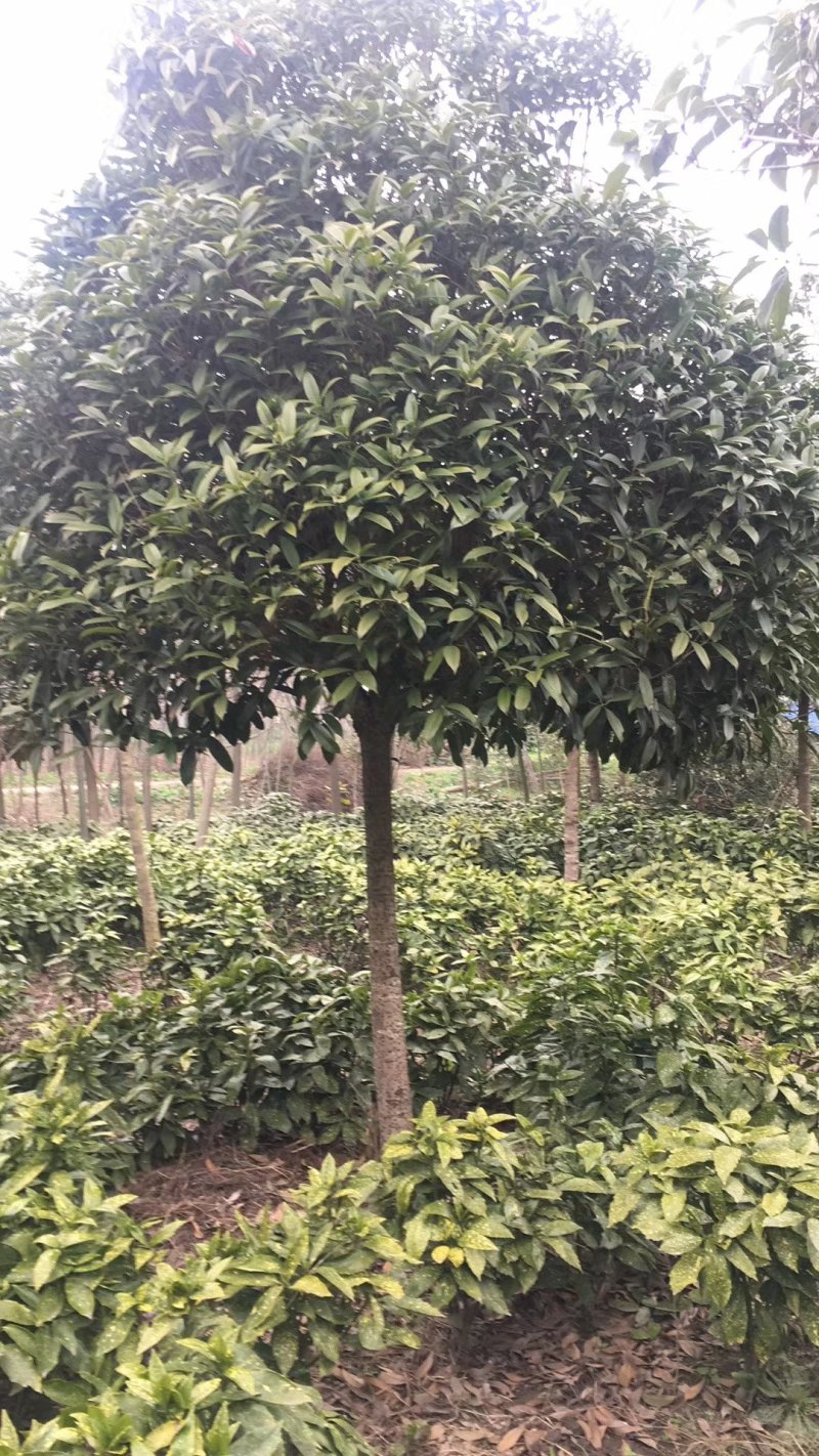 枇杷树5公分，4公分的枇杷，2公分到20公分大量供应
