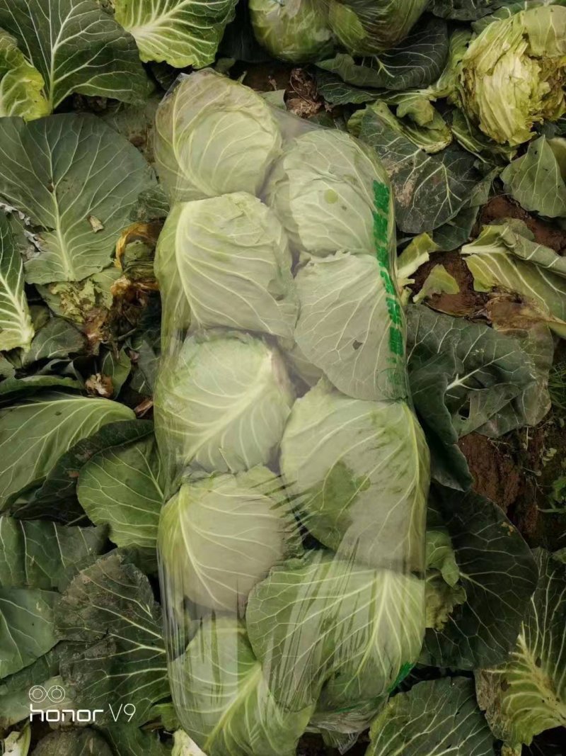 精品包菜，甘蓝，思特丹，产地直供，保证质量，协助找车。
