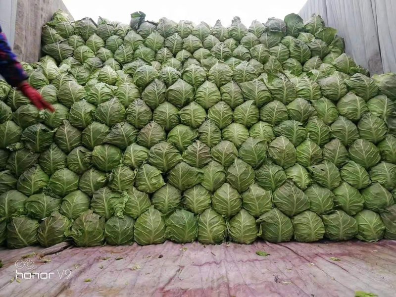 精品包菜，甘蓝，思特丹，产地直供，保证质量，协助找车。