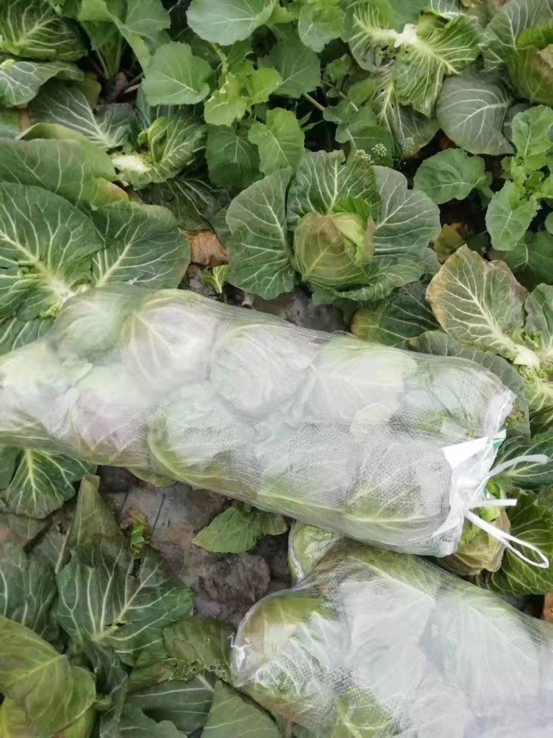 精品包菜，甘蓝，思特丹，产地直供，保证质量，协助找车。