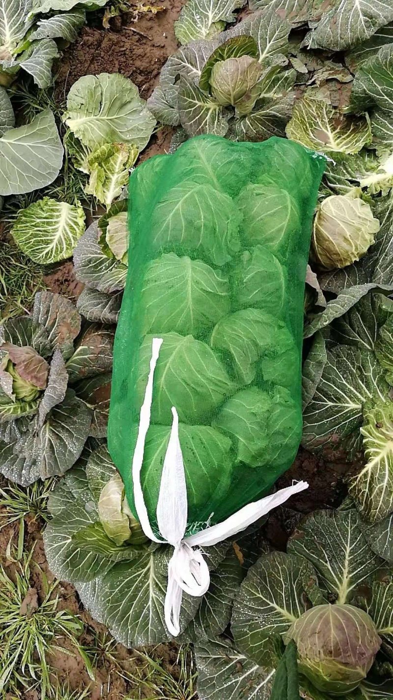 精品包菜，甘蓝，思特丹，产地直供，保证质量，协助找车。