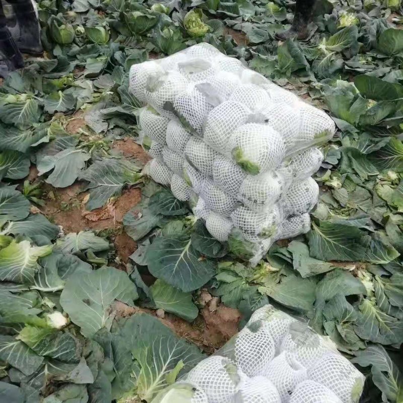 精品包菜，甘蓝，思特丹，产地直供，保证质量，协助找车。