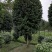 6-8公分高杆茶花～茶花基地～四川茶花批发