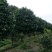 6-8公分高杆茶花～茶花基地～四川茶花批发