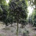 6-8公分高杆茶花～茶花基地～四川茶花批发