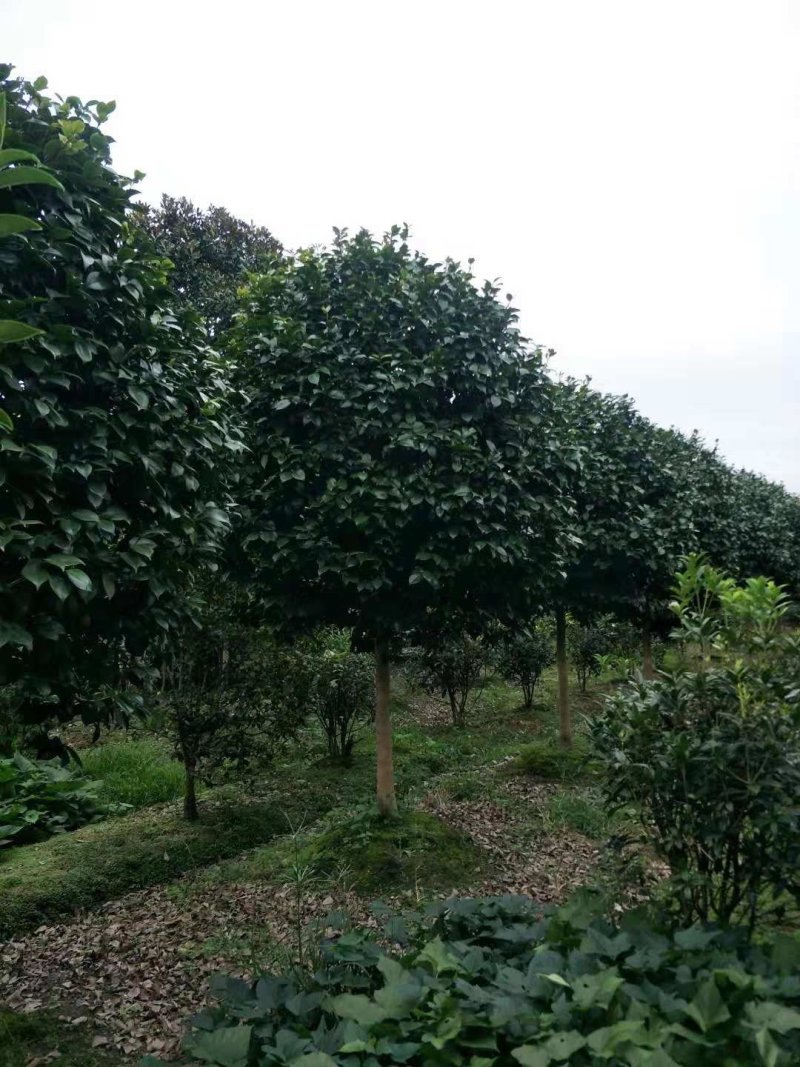 6-8公分高杆茶花～茶花基地～四川茶花批发