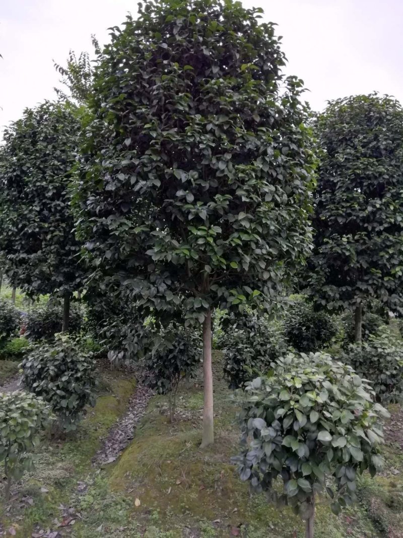 6-8公分高杆茶花～茶花基地～四川茶花批发