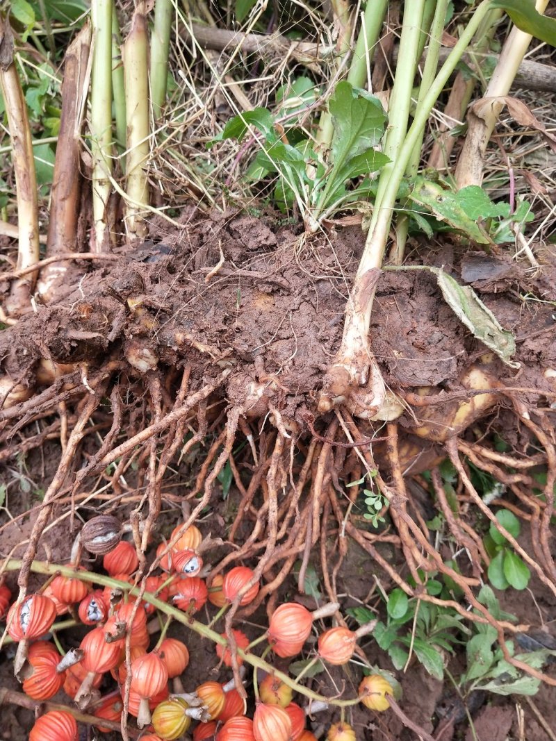 砂仁种根，基地出苗，价格便宜，可现场看货