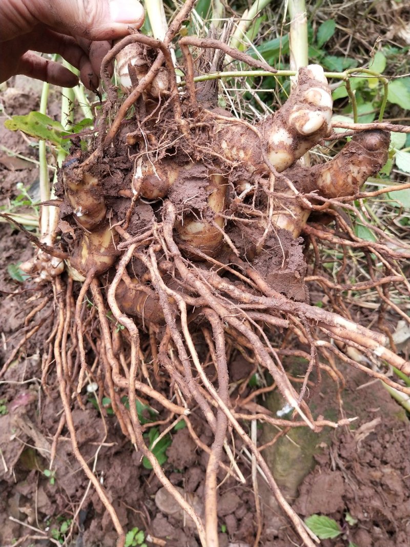 砂仁种根，基地出苗，价格便宜，可现场看货