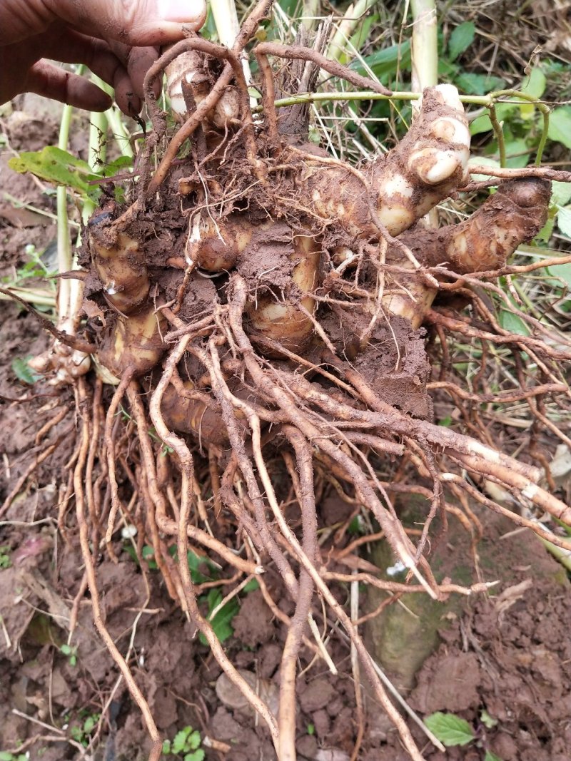 砂仁种根，基地出苗，价格便宜，可现场看货