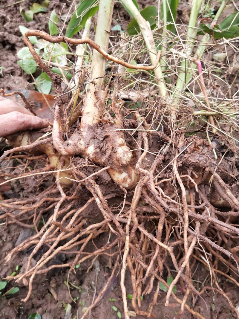 砂仁种根，基地出苗，价格便宜，可现场看货